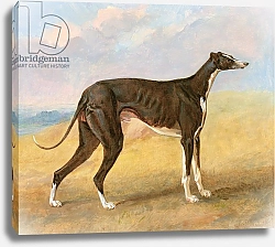 Постер Гаррад Джордж One of George Lane Fox's Winning Greyhounds: the Black and White Greyhound, Turk 1822