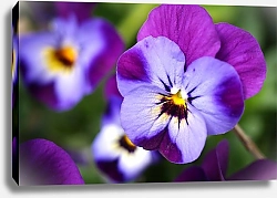 Постер Фиолетовый цветок анютиных глазок