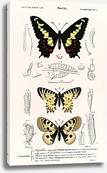 Постер Разные виды бабочек 6
