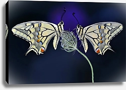 Постер Две белые бабочки на травинке на темно-синем фоне