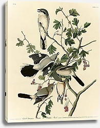 Постер Great American Shrike or Butcher Bird