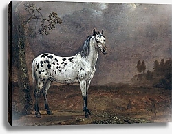 Постер Поттер Паулюс The Piebald Horse, 1653
