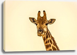 Постер Жующий жираф