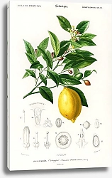Постер Лимон (Citrus Limonium)