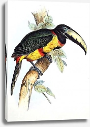 Постер Royal Aracari, Pteroglossus Regalis