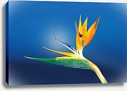 Постер Cтрелиция, райскbq цветок