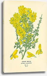 Постер Canary Broom (Cytisus Canariensis)