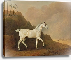 Постер Болтби Джон A Grey Arab Stallion in a Desert Landscape