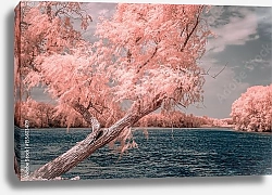 Постер Розовое дерево у реки
