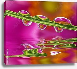 Постер Flower mirroring in rain drops - macro