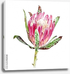 Постер Акварельный цветок протеи