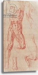 Постер Микеланджело (Michelangelo Buonarroti) W.13r Study of a male nude, stretching upwards