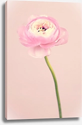 Постер Красивый пастельный цветок на нежно-розовом фоне