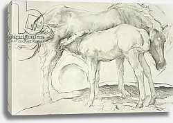 Постер Сикконе Антонио (совр) Horses at Coolmore, 1990