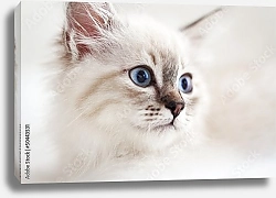 Постер Сибирский котенок