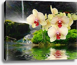 Постер Орхидеи 8