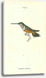 Постер Trochilus Orthura 1