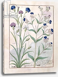 Постер Тестард Робинет (бот) Ms Fr. Fv VI #1 fol.129v Illustration from the 'Book of Simple Medicines'