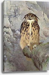 Постер Кухнерт Уильям Horned Owl