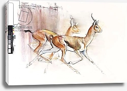 Постер Адлингтон Марк (совр) Running Arabian Gazelles, 2010