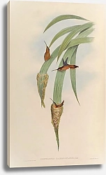 Постер Phaethornis Griseogularis