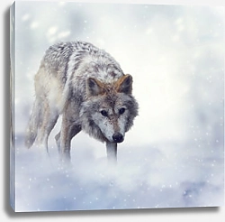 Постер Волк зимой