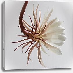 Постер Белый экзотический цветок
