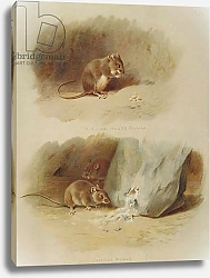 Постер Торнбурн Арчибальд (Бриджман) Mus musculus and Mus muralis, Common Mouse and St. Kilda House Mouse, Plate 28 from British Mammals Vol. 1 & 2 by Archibald Thorburn, 1920-21