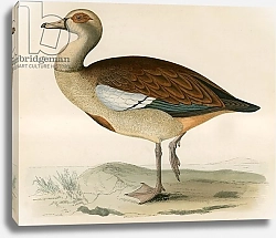 Постер Моррис (акв, птицы) Egyptian Goose