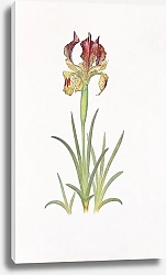 Постер Iris Sari