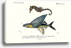 Постер Морской конек (Hippocampus Erectus) и тропическая двухкрылая летучая рыба (Exocoetus Volitans)