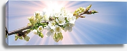 Постер Весенние цветы на ветке на фоне голубого неба