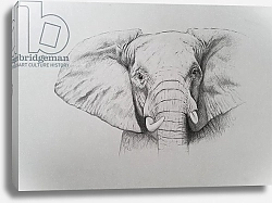 Постер Графтон Эле (совр) Elephant, 2011