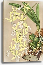 Постер Лемер Шарль Epidendrum ambiguum