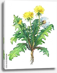 Постер Весенние цветы одуванчика
