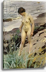 Постер Цорн Андерс Sandhamn Study, 1914