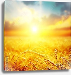 Постер Колосья в закатном солнце