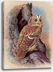 Постер The Tawny Owl