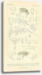Постер Crustacea №4 1