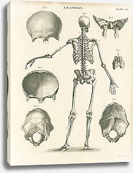 Постер Анатомия I