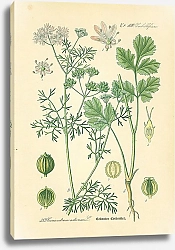 Постер Umbelliferae, Coriandrum sativum