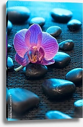 Постер Орхидея и камни 4