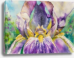 Постер Красивый радужный цветок ириса, акварель