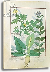 Постер Тестард Робинет (бот) Ms Fr. Fv VI #1 fol.113v Greater Celandine or Poppy, Solanum c.1470