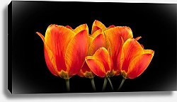 Постер Оранжевые тюльпаны на черном
