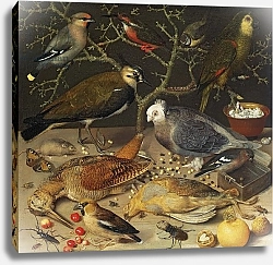 Постер Флегель Георг Still Life of Birds and Insects, 1637