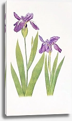 Постер Iris tectorum and Iris Loptec