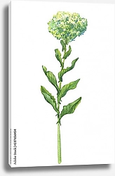 Постер Веточка с цветами луговых диких растений