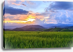 Постер Зеленые рисовые поля на закате в Па-понг Пинг, Таиланд