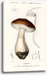 Постер Белый гриб (Boletus edulis)